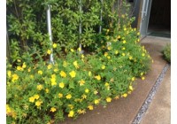 ピペリカム満開