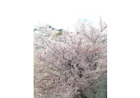 桜の報告