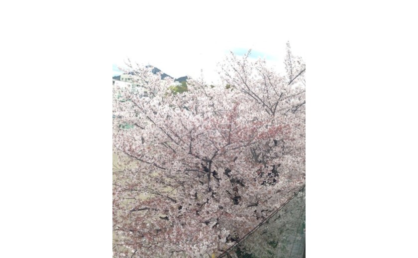 桜の報告