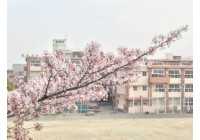 桜 満開!