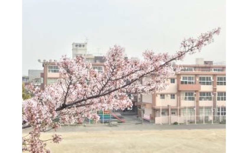 桜 満開!