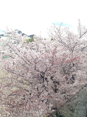 IMG_1316 桜.JPG